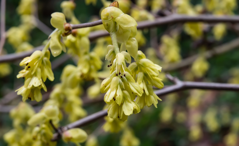 corylopsis