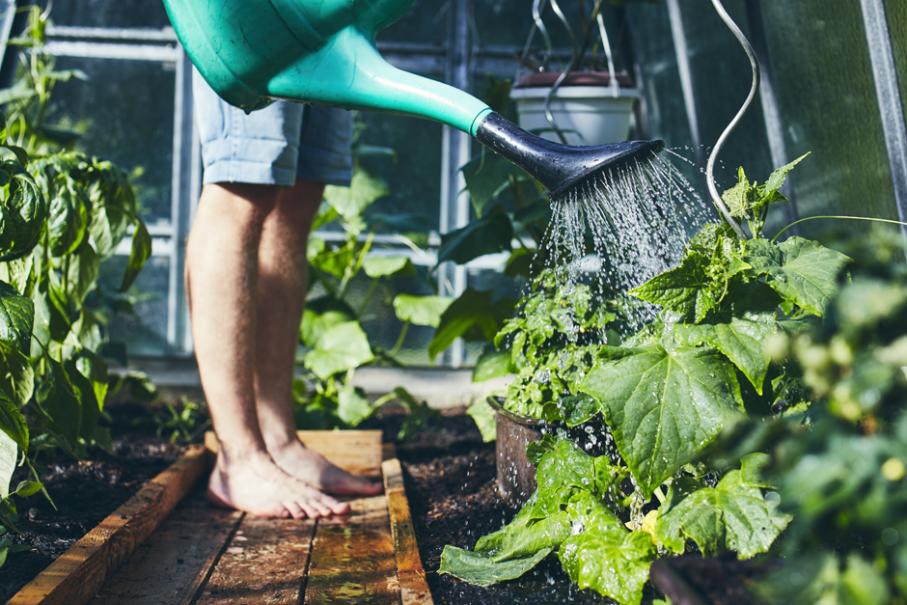 Jardinage écolo : quel système d'arrosage goutte à goutte choisir ?