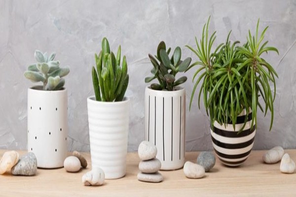 Thème bicolore pour ces pots de fleurs qui jouent sur les formes et les dessins