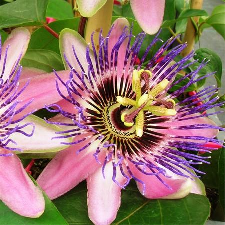 Fleur de passiflore : simple et compliquée !