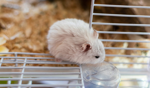 Aiguille feutre blanc hamster nain hybride minuscule réaliste