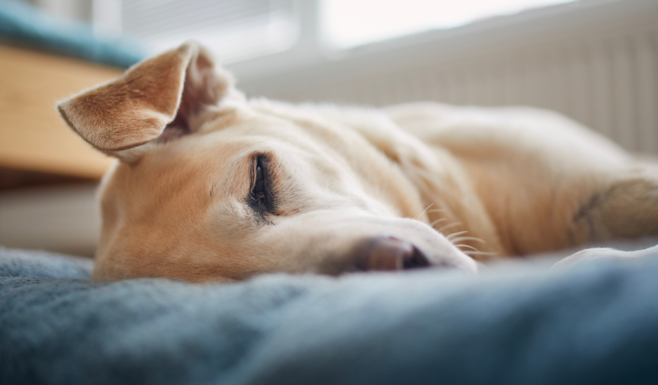 Gros plan sur un chien âgé labrador retriever dormant sur son coussin