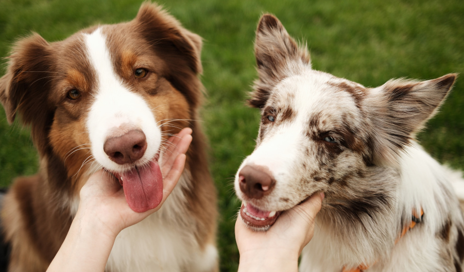 Votre compagnie est le meilleur cadeau de Saint-Valentin pour votre chien