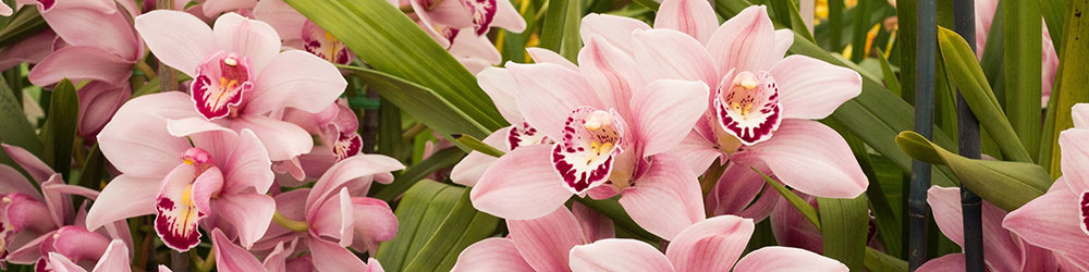 Cymbidium