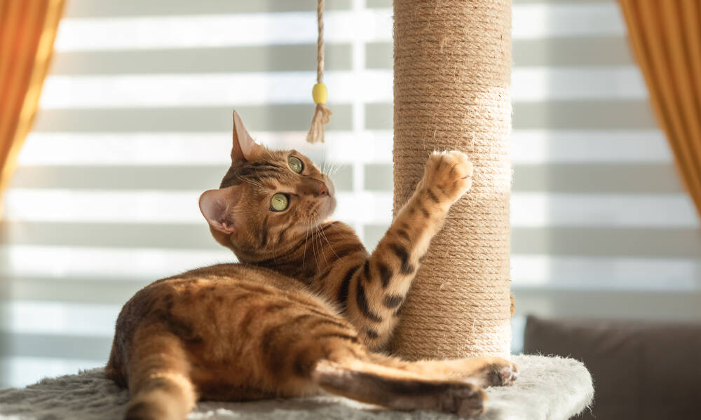 Un arbre à chat est souvent stimulant pour le chat qui va apprécier les différentes hauteurs
