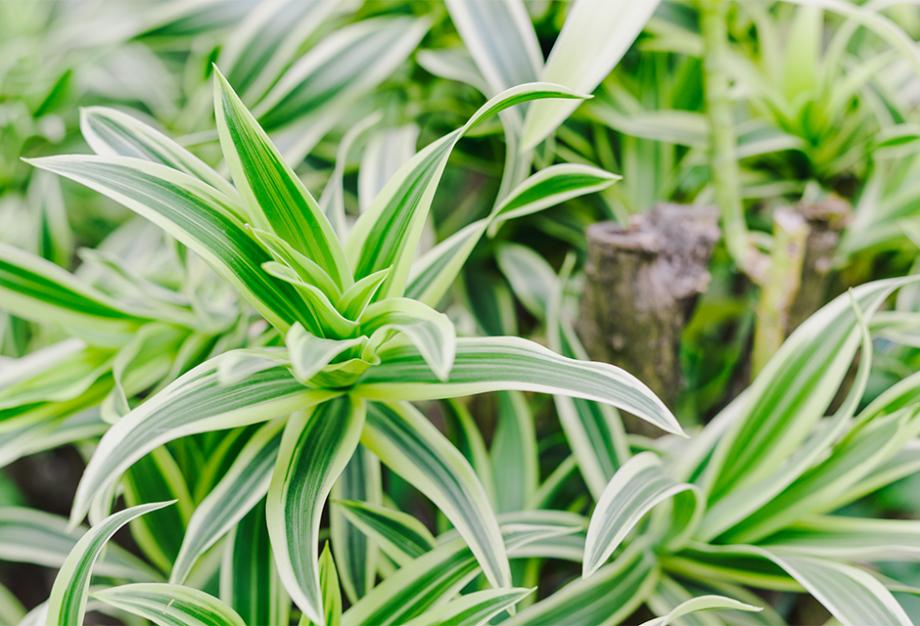 Dracaena