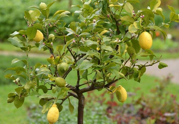 Planter un citronnier en pot - Gamm vert