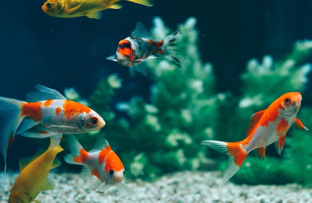 6 faits surprenants sur les poissons d'aquarium !
