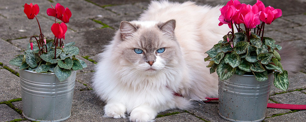 Le Ragdoll