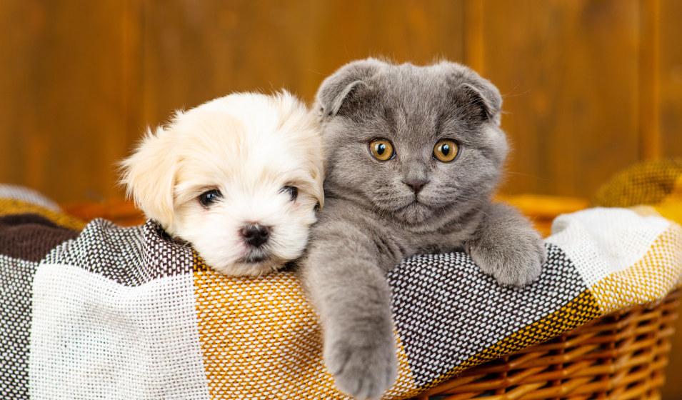 Un chiot bichon maltais à côté de son ami chat scottish fold gris dans un panier