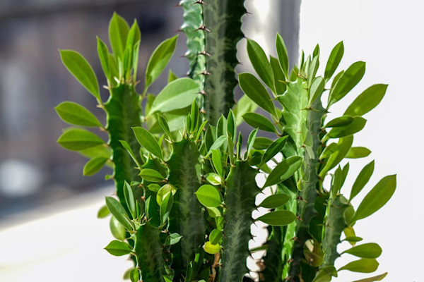 L'euphorbe qui se prenait pour un cactus