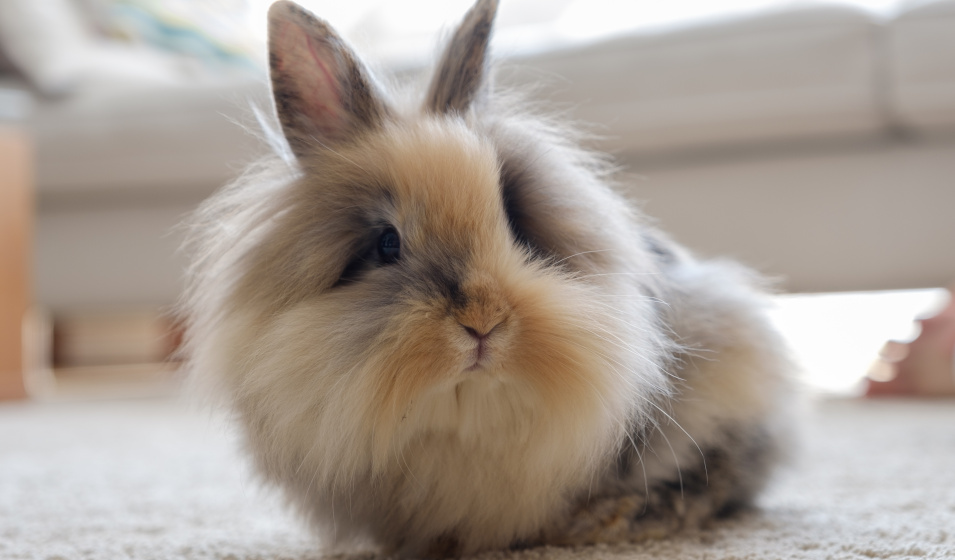 La convalescence d'un lapin stérilisé demande un suivi particulier !