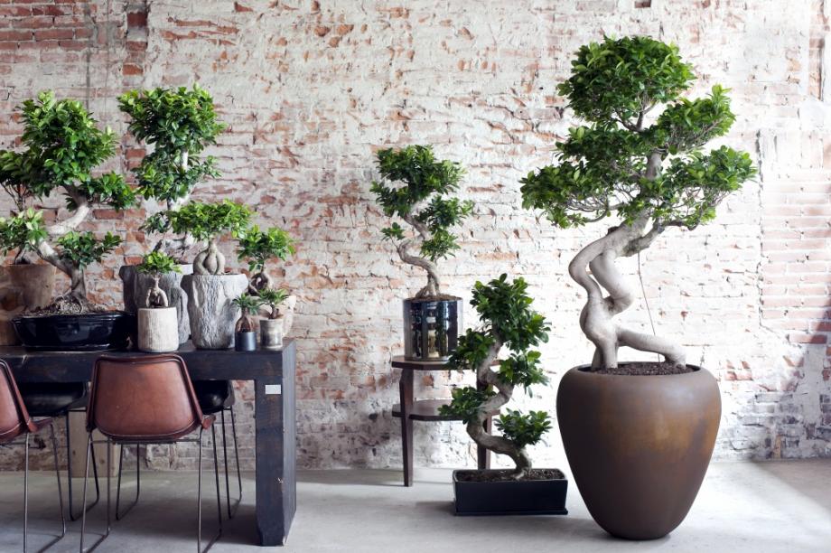 Ficus Ginseng