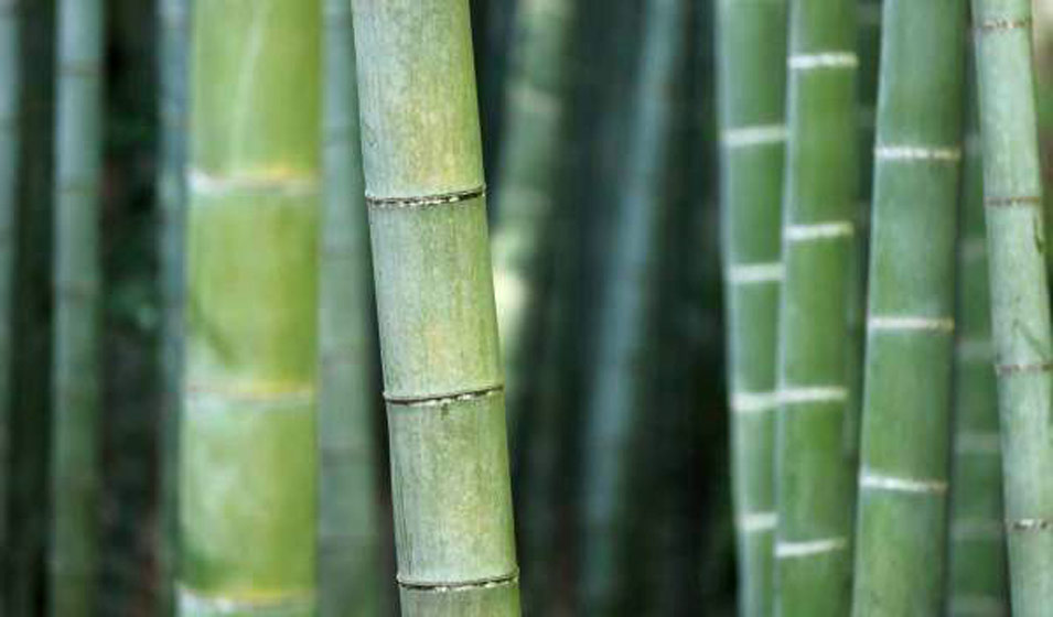 Bambou : plantation, entretien et taille - Jardiland