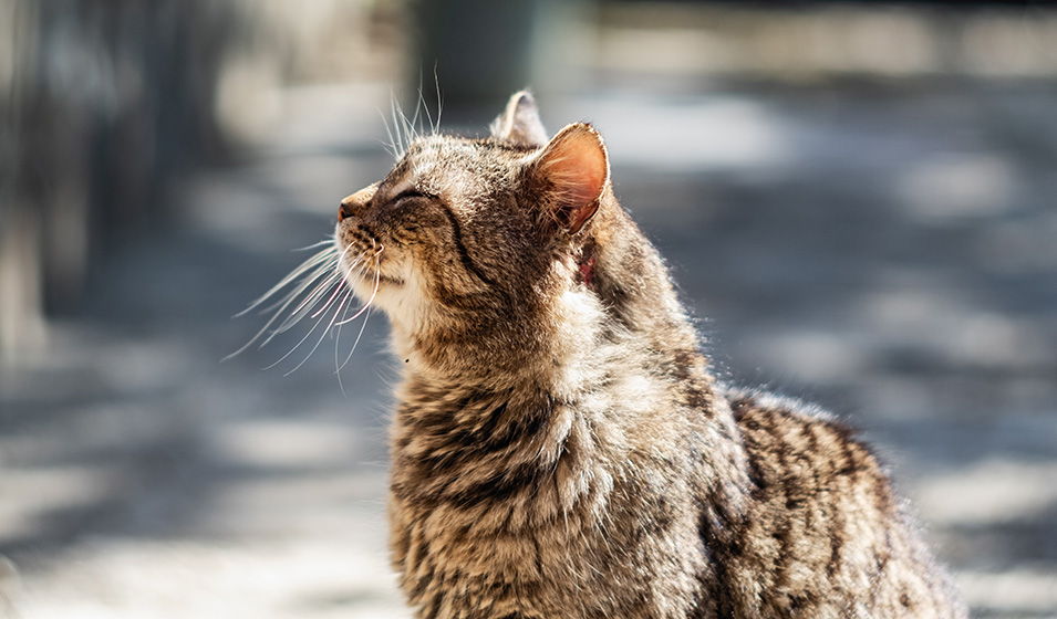  Chat âgé prenant un bain de soleil 