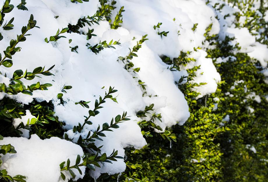 Les arbustes parés pour l'hiver