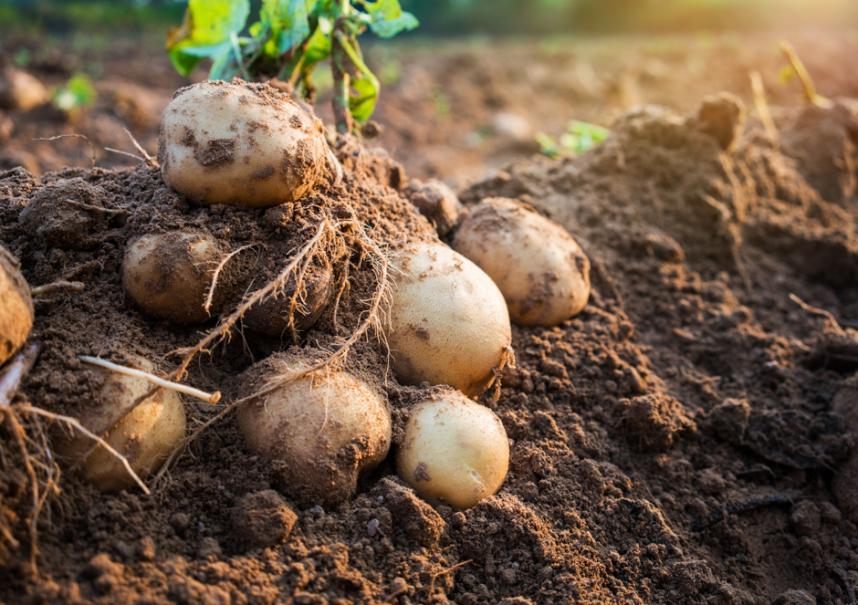 Pomme de terre : plantation, culture et récolte - Gamm vert