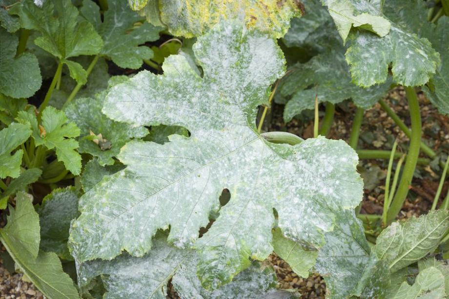 Protéger les courgettes de l'oïdium pour une meilleure récolte