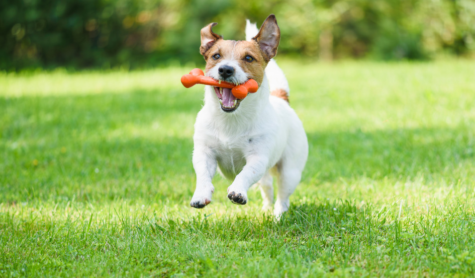 Un jouet pour chien est un cadeau parfait pour la Saint-Valentin !
