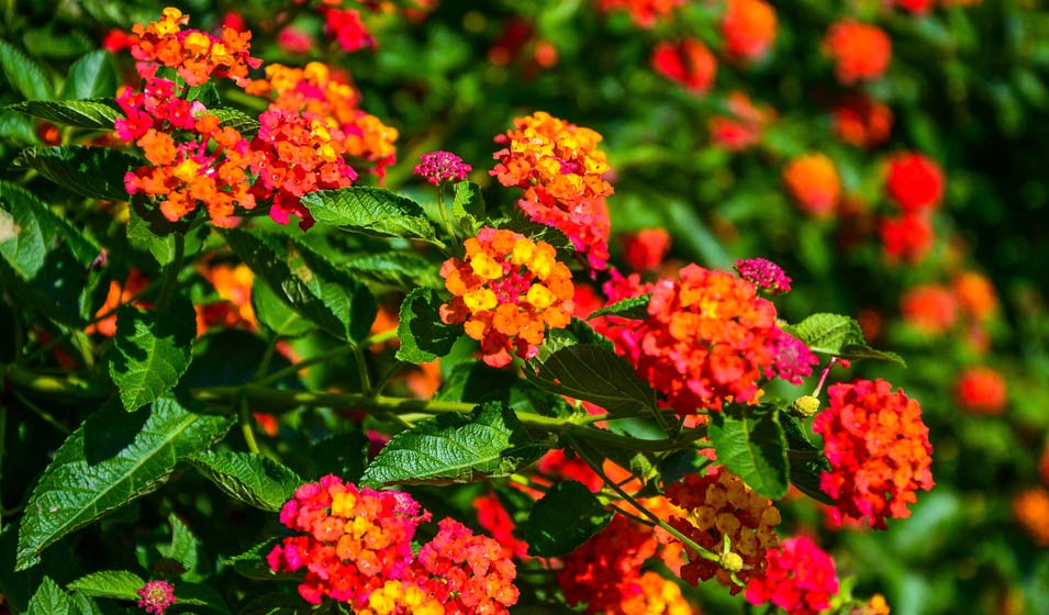 Lantana, des couleurs explosives