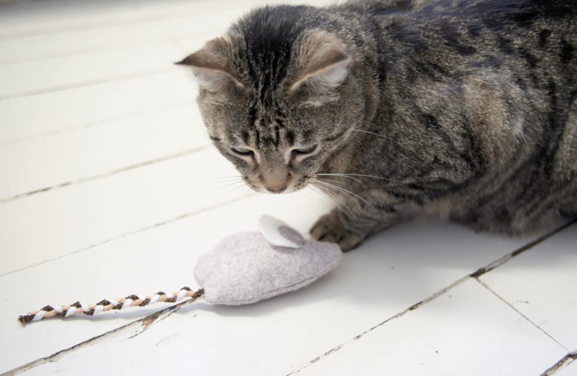 Mon jouet pour chat