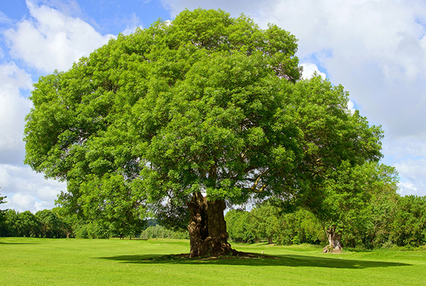 La ramure des arbres