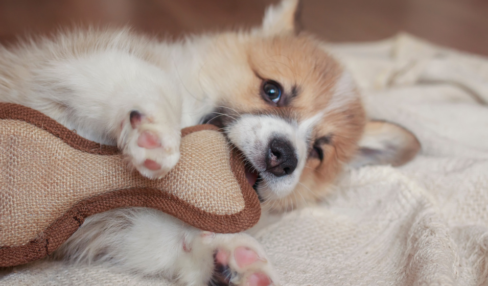 Il existe des jouets adaptés à un chiot qui mordille