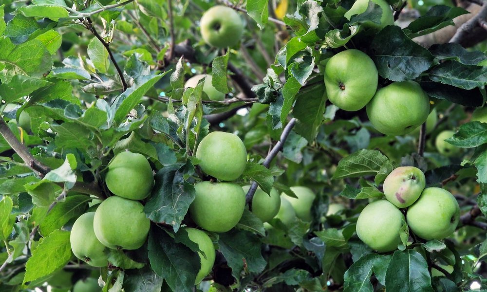 Les 'Granny Smith' vont apporter une délicieuse acidité à la pâte de fruits 