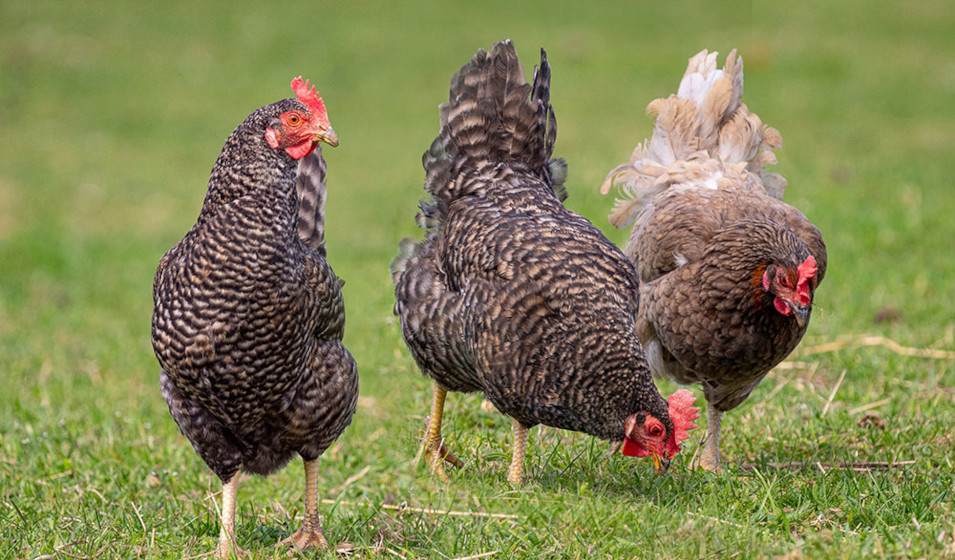 Une poule apporte des oeufs frais toute l'année