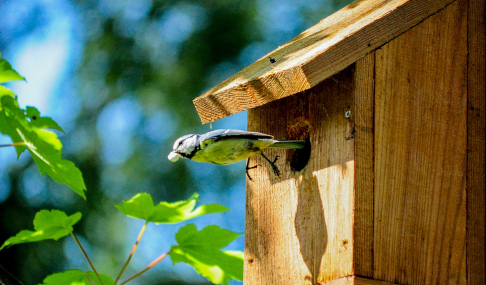 Un nichoir ouvert pour le plus grand plaisir des oiseaux de votre jardin.