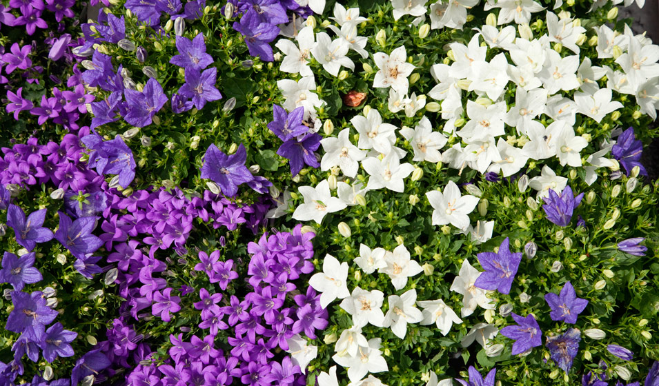 Campanule : variétés, plantation et entretien - Jardiland