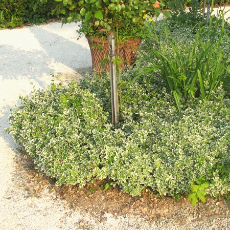 Fusain fortunei 'Emerald Gaiety' 