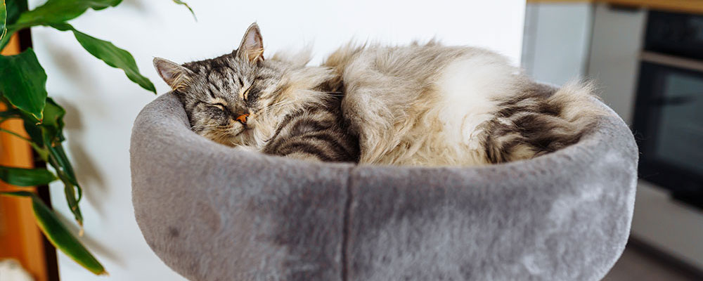 Pour le laisser faire son activité préférée : la sieste