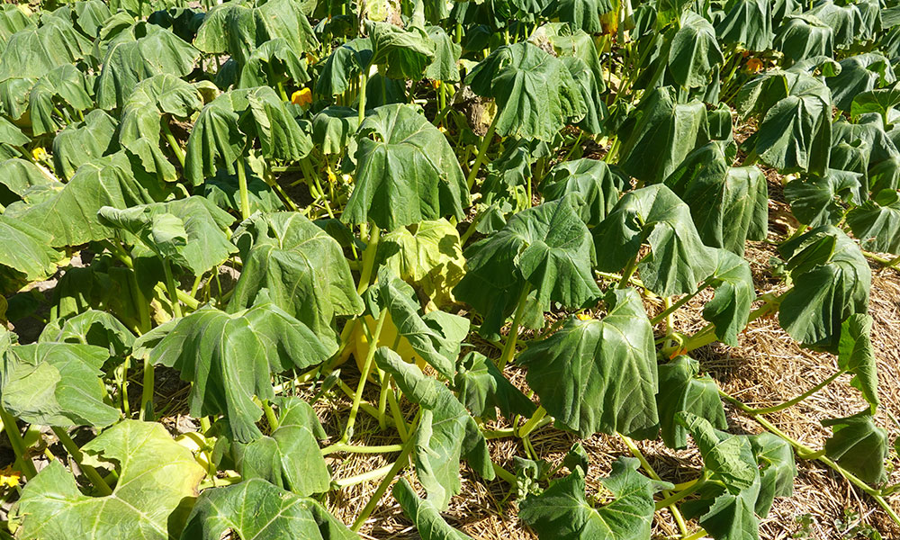 Signes manque eau plantes et pelouse