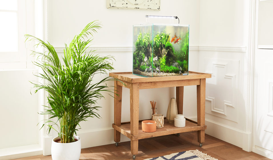 Les meilleurs aquariums pour débutant Jardiland