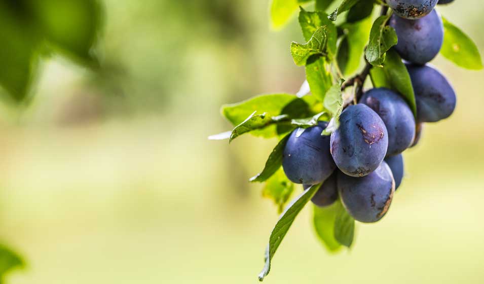 prunes malades
