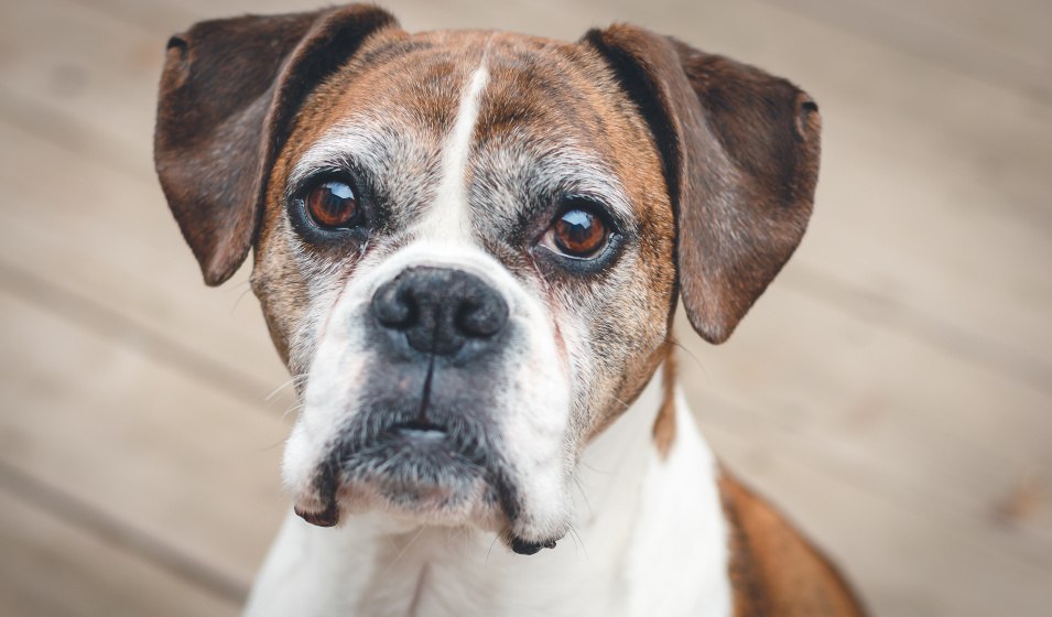 intoxication alimentaire chien 6