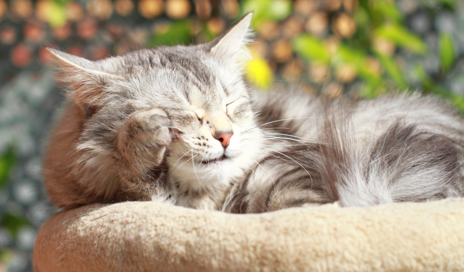 Nombre de repas pour un chat: combien de fois par jour ?