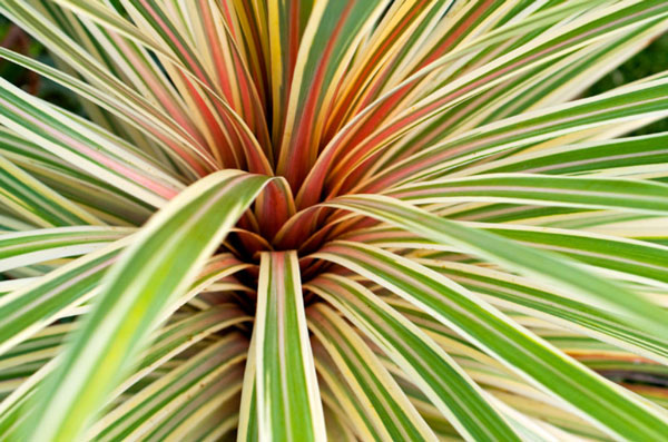 Lin de Nouvelle-Zélande : variétés, plantation et entretien - Jardiland