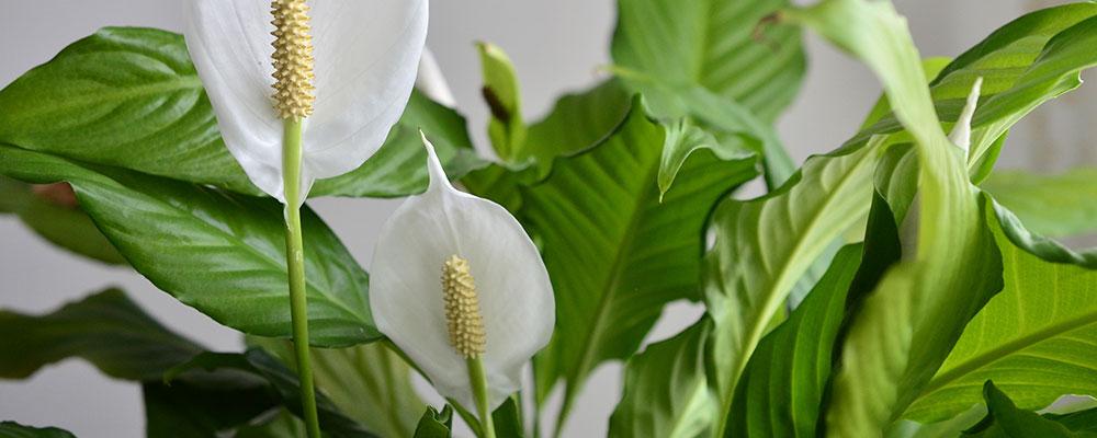 Spathiphyllum