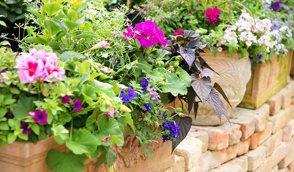Semer les annuelles pour fleurir le jardin tout l'été - Elle Décoration