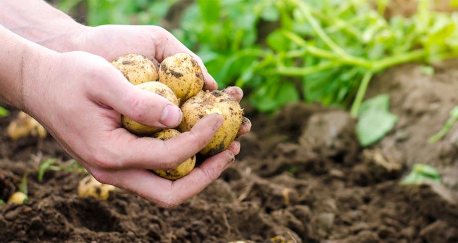 30 plantes toxiques pour les poules - Gamm vert