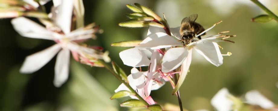 Le gaura