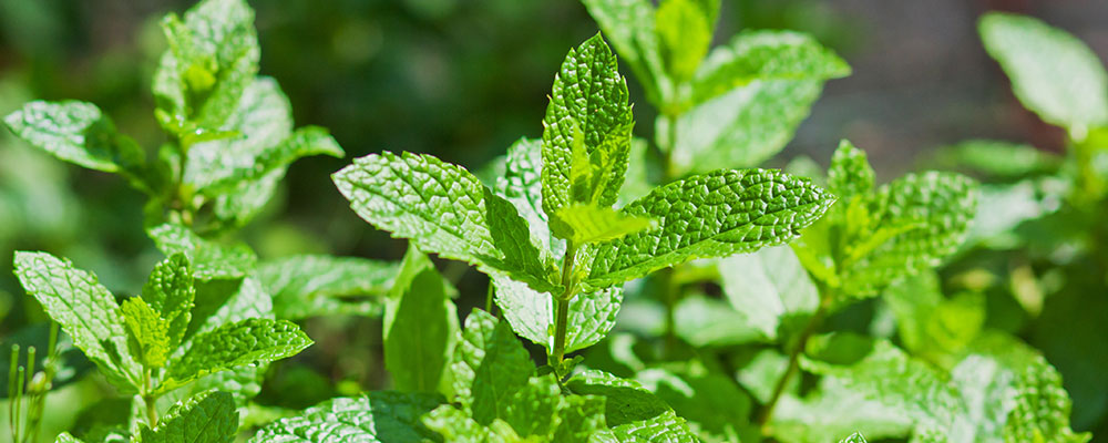 La menthe