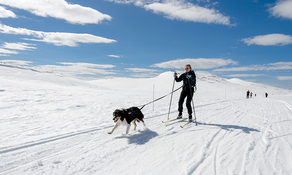 Et pourquoi pas le ski attelé ?