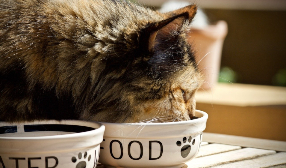 Les bienfaits de l'alimentation humide pour le chat