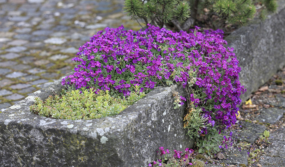 Jardin en pierre Détail de feuille de tortue Jardinière Pot de fleurs  Ornement en béton -  France