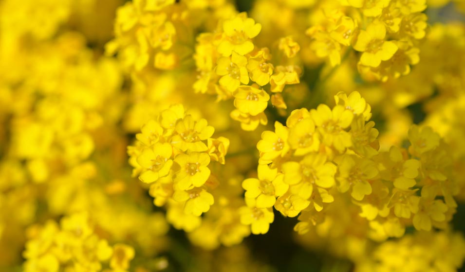 Après la corne d'abondance, la généreuse corbeille d’or