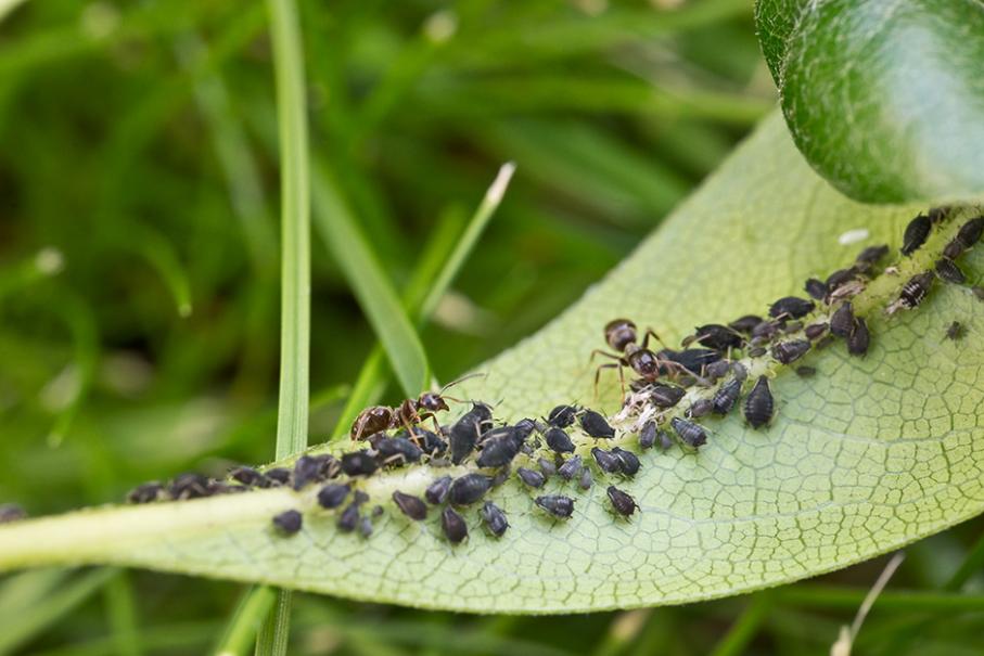 Biologie des fourmis