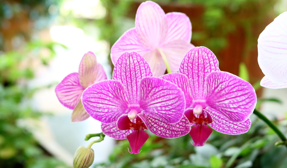 fleur orchidee papillon
